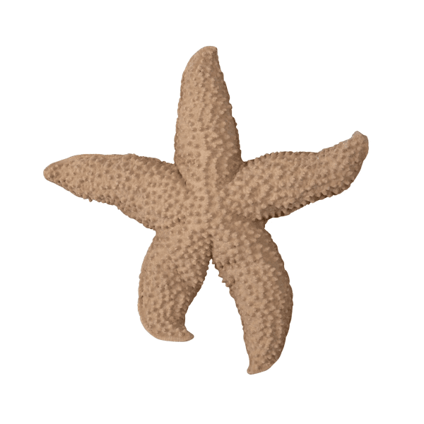 Zoom bilde av Sea star mandy