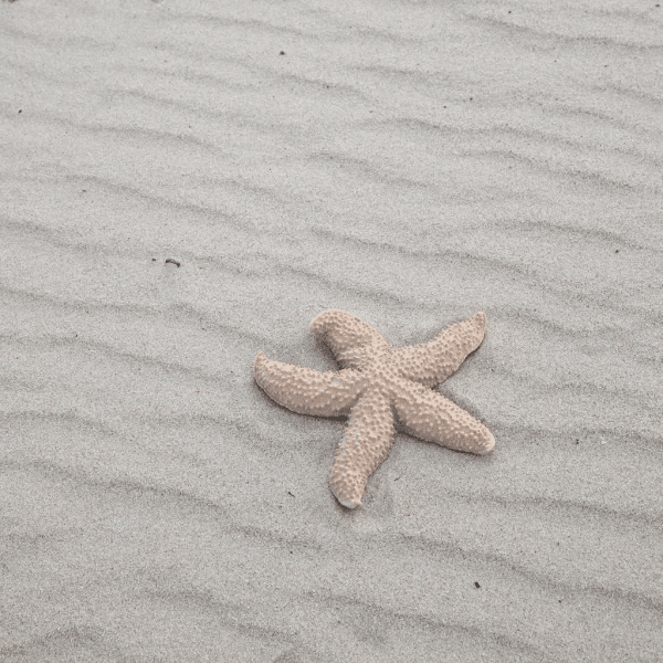 Zoom bilde av Sea star mandy